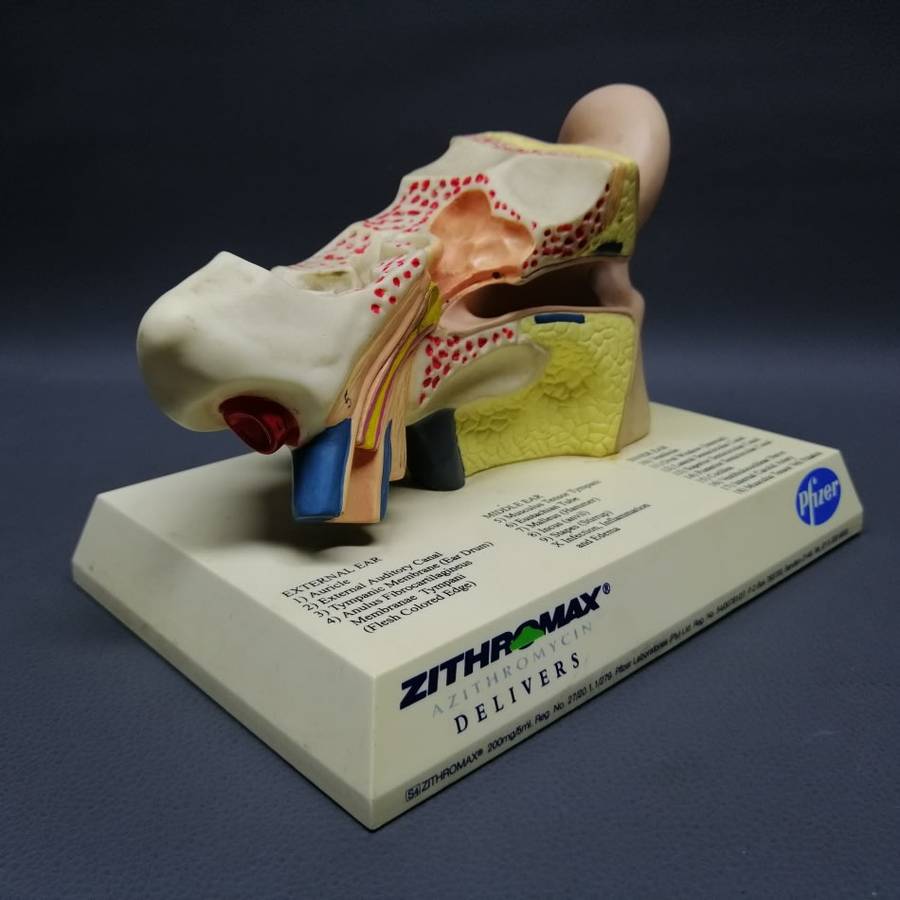 Original Pfiser Zithromax Medical Ear Display!!!