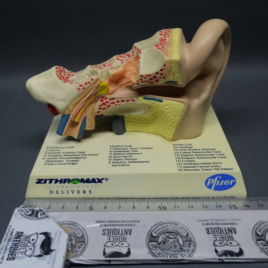 Original Pfiser Zithromax Medical Ear Display!!!
