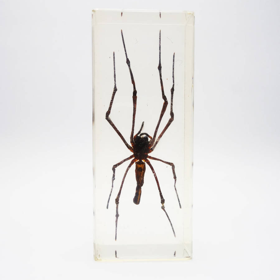 Original Indonesian Golden Orb Weaver Spider In Lucite Paperweight!!!