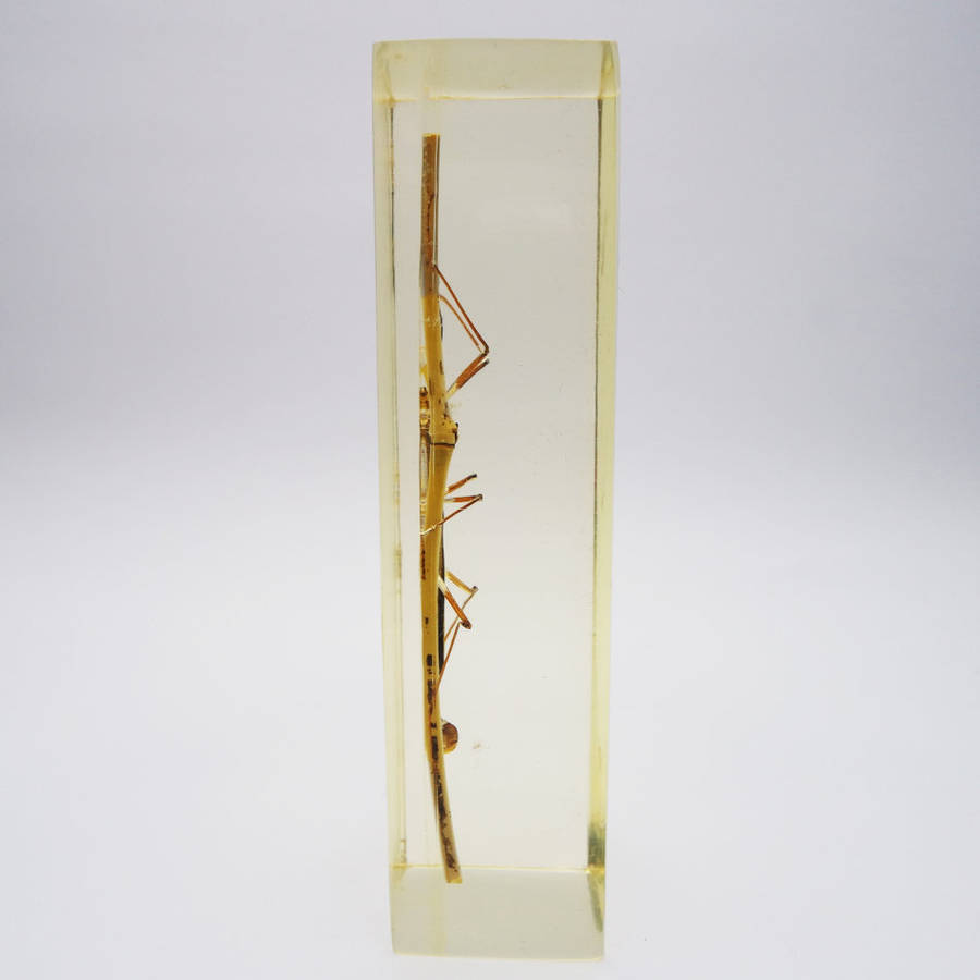 Original Large Chinese Stick Insect In Lucite Paperweight!!!