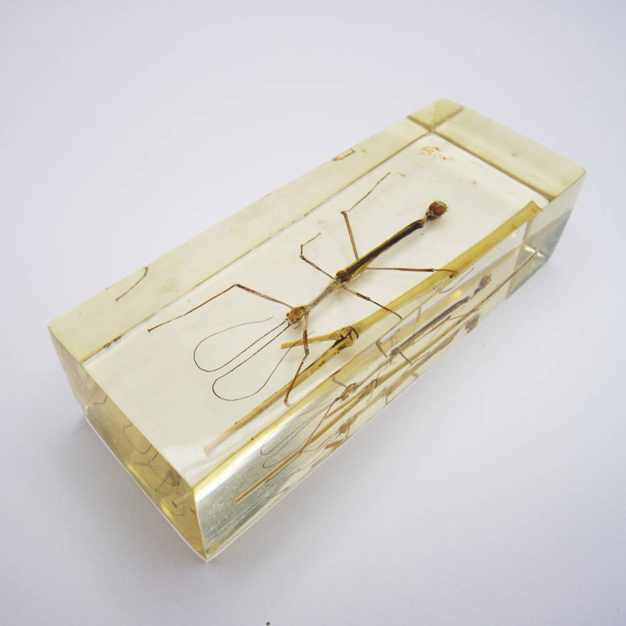 Original Large Chinese Stick Insect In Lucite Paperweight!!!