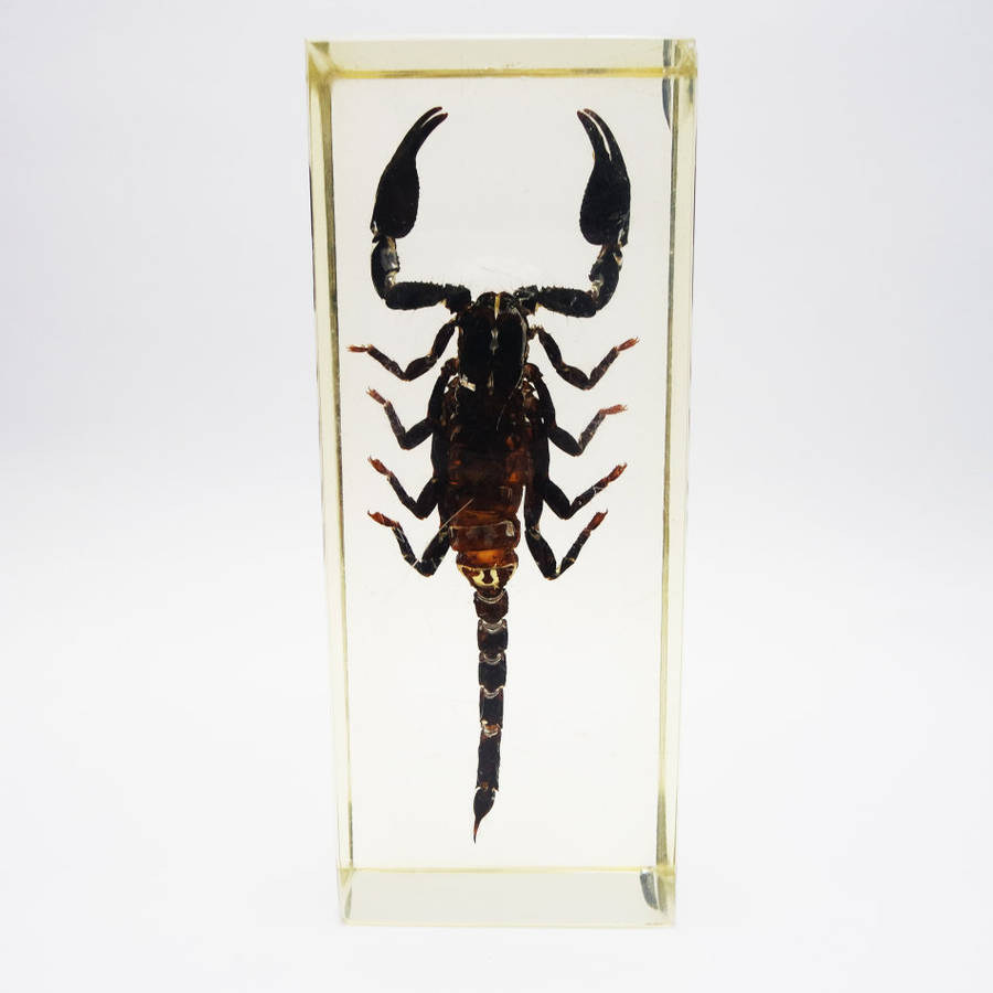Original Giant Malaysian Scorpion In Lucite Paperweight!!!