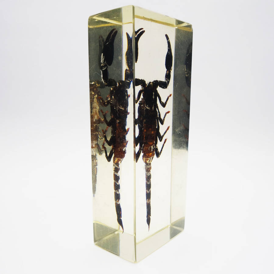 Original Giant Malaysian Scorpion In Lucite Paperweight!!!