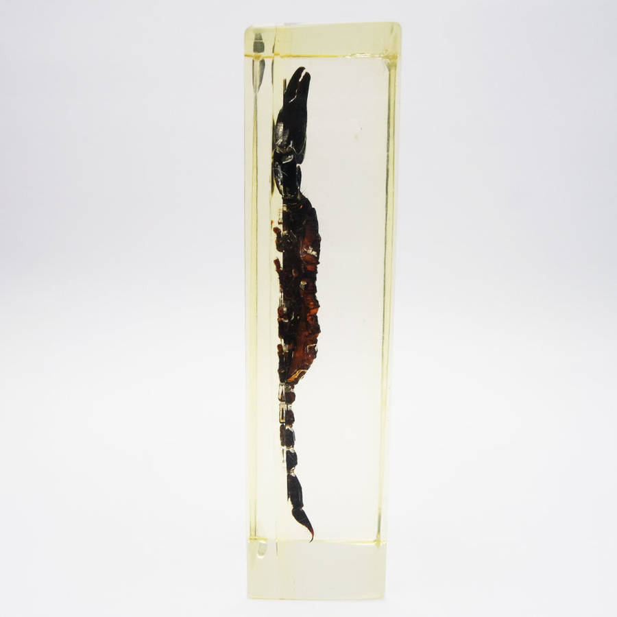 Original Giant Malaysian Scorpion In Lucite Paperweight!!!