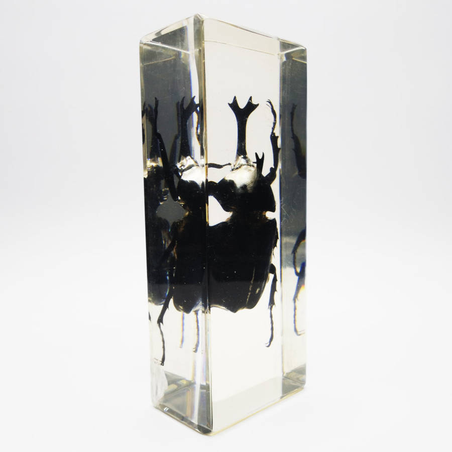 Original Large Asian Rhinoceros Beetle In Lucite Paperweight!!!
