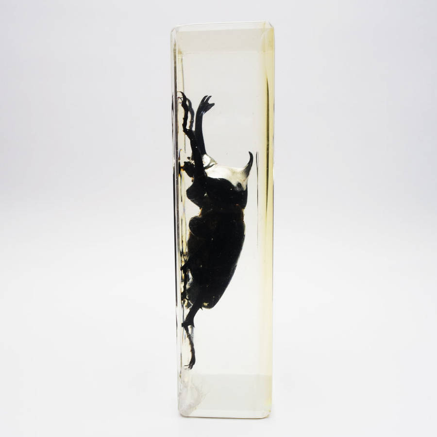 Original Large Asian Rhinoceros Beetle In Lucite Paperweight!!!