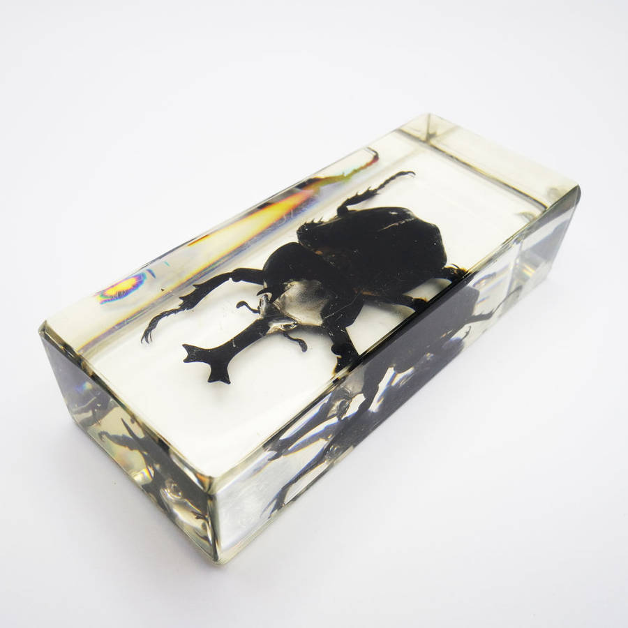 Original Large Asian Rhinoceros Beetle In Lucite Paperweight!!!