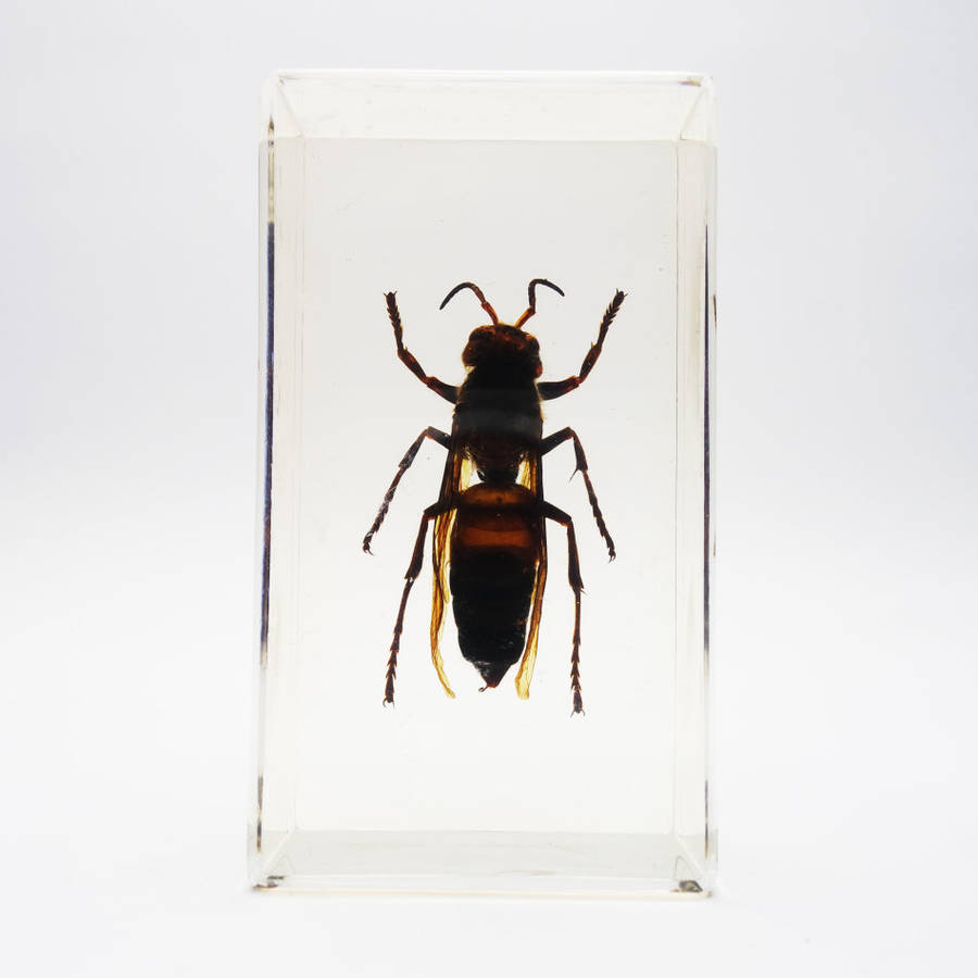 Original Giant Asian Wasp In Lucite Paperweight!!!