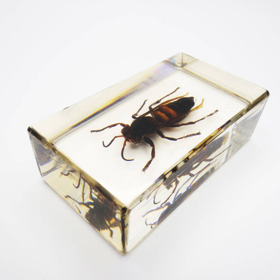 Original Giant Asian Wasp In Lucite Paperweight!!!