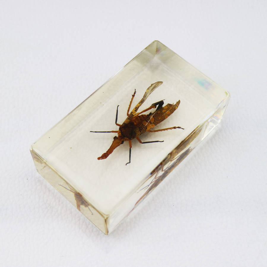 Chinese Lantern Bug In Lucite Paperweight!!!