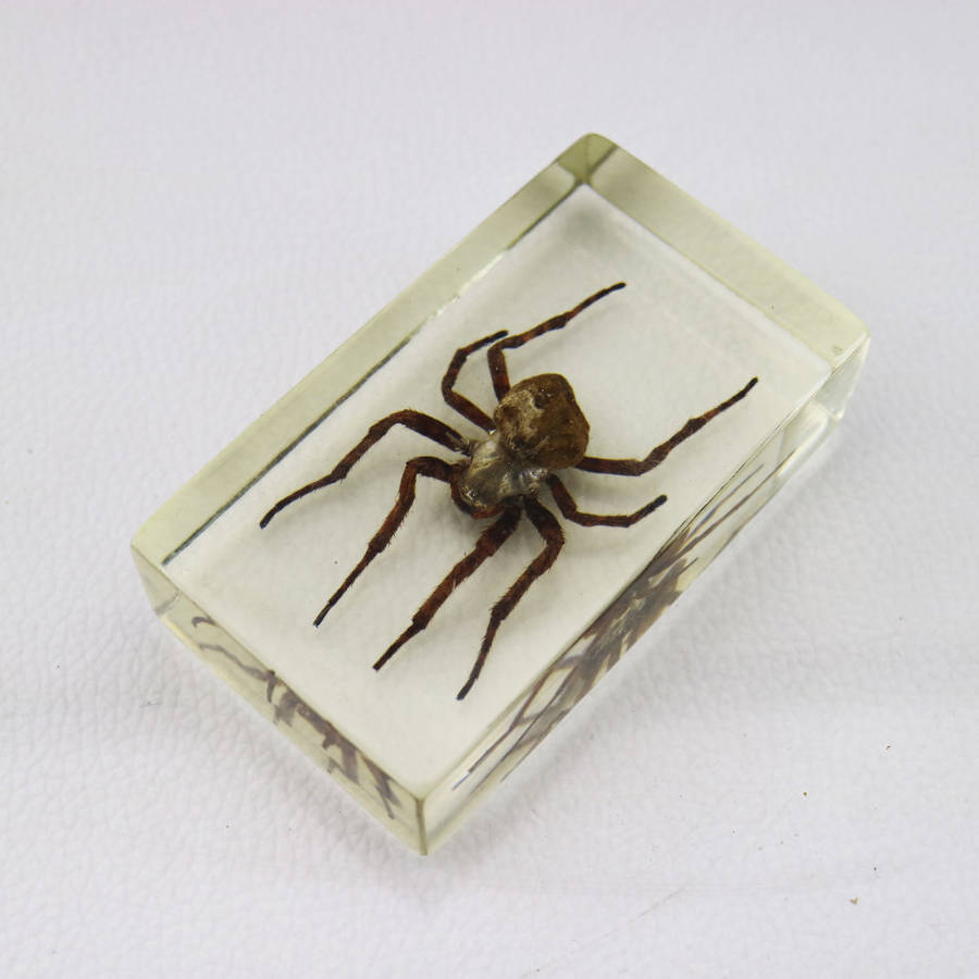 American Devil Spider In Lucite Paperweight!!!