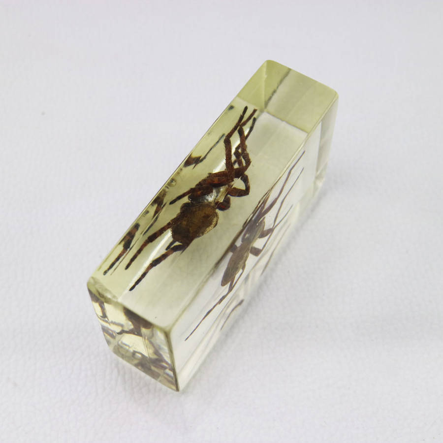 American Devil Spider In Lucite Paperweight!!!