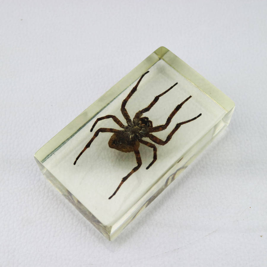 American Devil Spider In Lucite Paperweight!!!