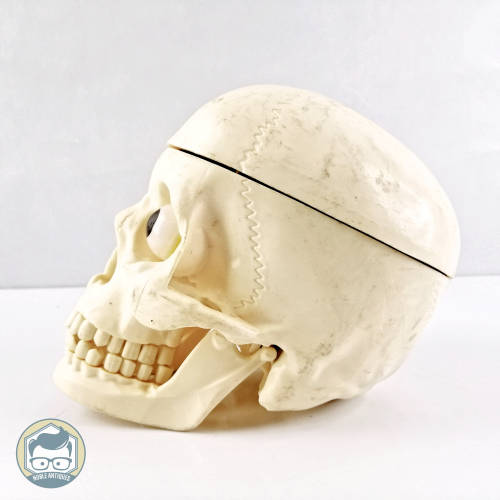 Detailed Human Skull Replica!!!