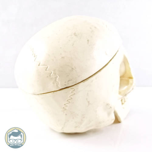 Detailed Human Skull Replica!!!