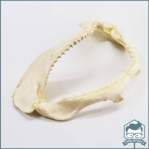 Original Bull Shark Skeletal Jaws!!! Razor Sharp!!!