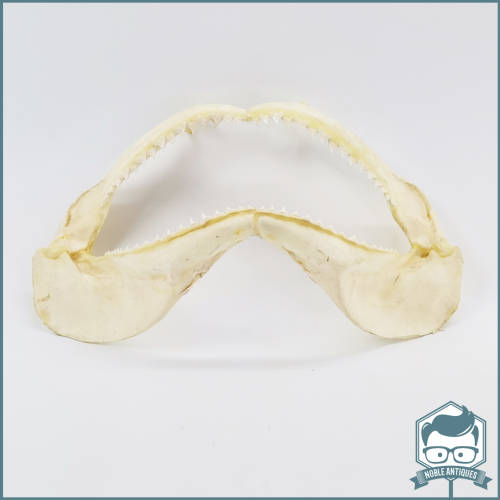 Original Bull Shark Skeletal Jaws!!! Razor Sharp!!!
