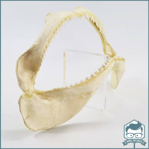 Original Bull Shark Skeletal Jaws!!! Razor Sharp!!!
