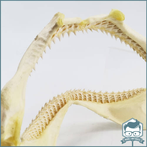 Original Bull Shark Skeletal Jaws!!! Razor Sharp!!!