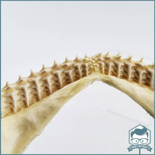 Original Bull Shark Skeletal Jaws!!! Razor Sharp!!!