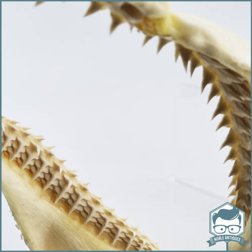 Original Bull Shark Skeletal Jaws!!! Razor Sharp!!!