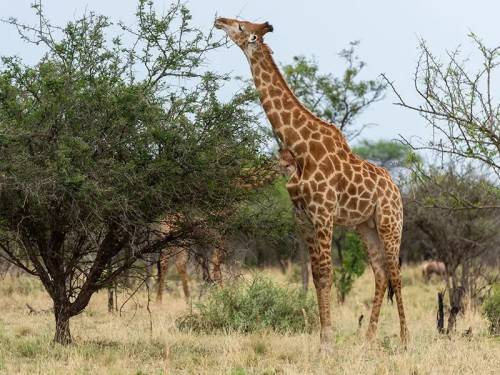 Dikhololo Brits/Hartebeespoort 2x 4-Sleeper Rentals from 18 December for 7 days/nights