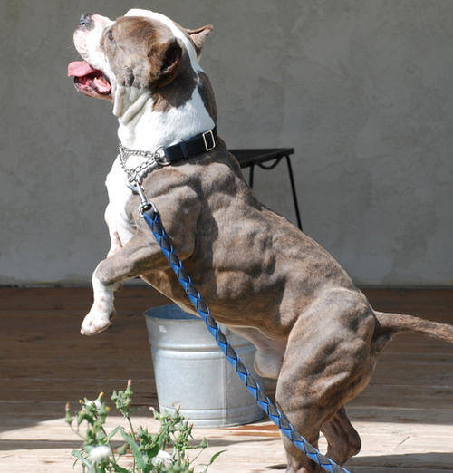 dog using Bully Max