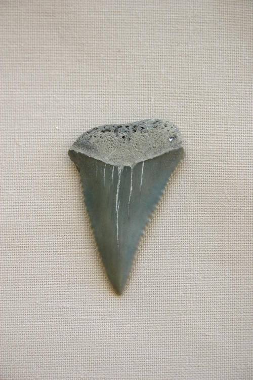 Fossilized Great White Shark Tooth - 35mm