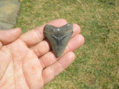 Megalodon Shark Tooth - 5.4cm