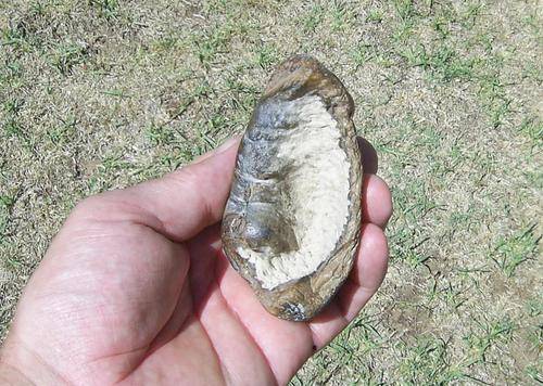 Fossilized Whale Bone Inner Ear