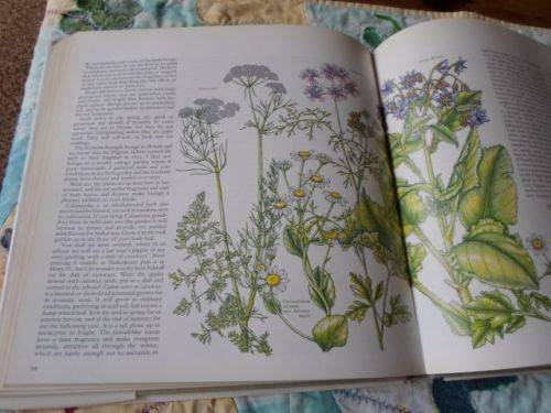 THE SCENTED GARDEN - ROSEMARY VEREY