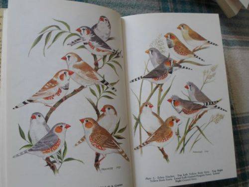 THE WORLD OF ZEBRA FINCHES - CYRIL H ROGERS