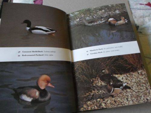 THE HANDBOOK OF FOREIGN BIRDS VOL 2 - A RUTGERS