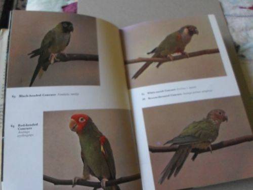 THE HANDBOOK OF FOREIGN BIRDS VOL 2 - A RUTGERS