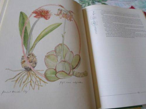 INDIGENOUS HEALING PLANTS - MARGARET ROBERTS (  weight 1,5 kg )