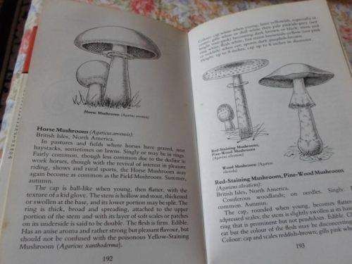 COLLECTING AND STUDYING MUSHROOMS , TOADSTOOLS AND FUNGI - ALAN MAJOR ( weight 0,40 kg )