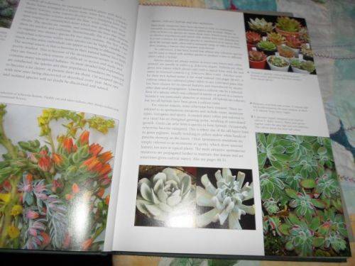 ECHEVERIA CULTIVARS - LORRAINE SCHULZ AND ATTILA KAPITANY ( 0,70 kg )