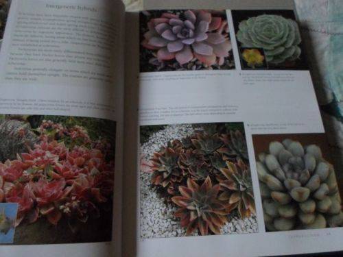 ECHEVERIA CULTIVARS - LORRAINE SCHULZ AND ATTILA KAPITANY ( 0,70 kg )