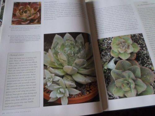 ECHEVERIA CULTIVARS - LORRAINE SCHULZ AND ATTILA KAPITANY ( 0,70 kg )