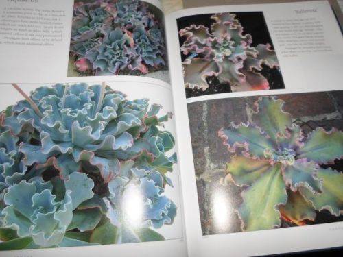 ECHEVERIA CULTIVARS - LORRAINE SCHULZ AND ATTILA KAPITANY ( 0,70 kg )