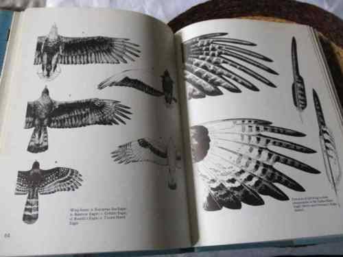 EAGLES OF THE WORLD - LESLIE BROWN