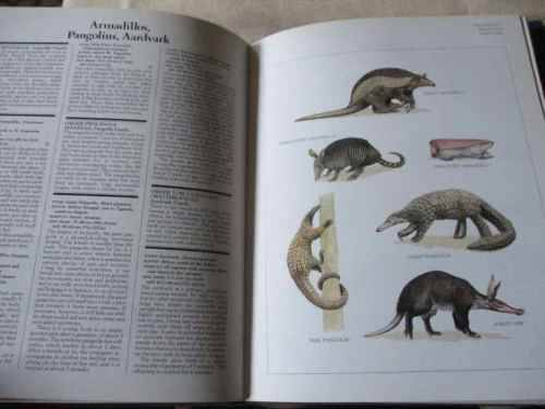 LONGMAN WORLD GUIDE TO MAMMAL - A VISUAL WHO`S WHO OF THE MAMMAL KINGDOM - Dr PHILIP WHITFIELD