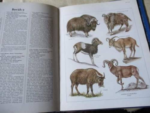 LONGMAN WORLD GUIDE TO MAMMAL - A VISUAL WHO`S WHO OF THE MAMMAL KINGDOM - Dr PHILIP WHITFIELD