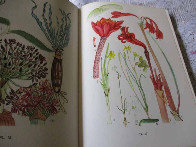 FLOWERING PLANTS OF THE SOUTHERN CAPE - PAULINE BOHNEN