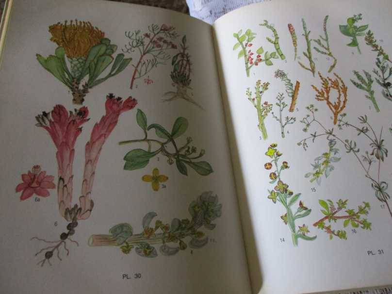 FLOWERING PLANTS OF THE SOUTHERN CAPE - PAULINE BOHNEN