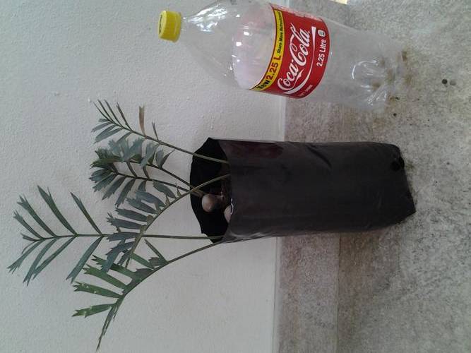3 x Encephalartos Horridus seedlings
