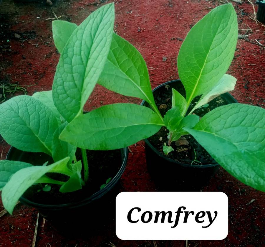 Comfrey plant