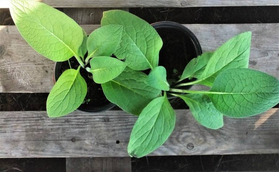 Comfrey plant