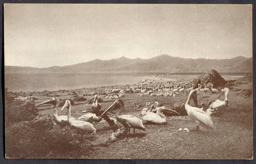 Post Card