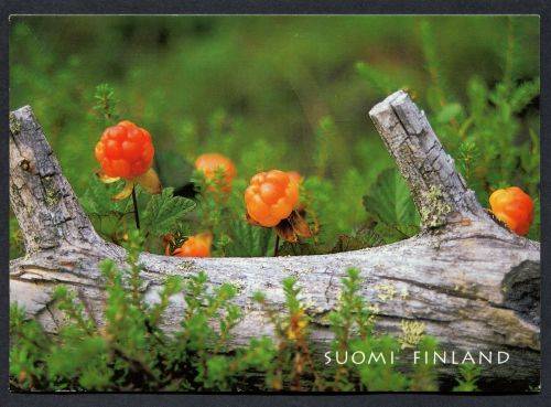 Finland - Modern Used Post Card